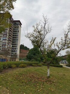 城市中树木与高楼景观