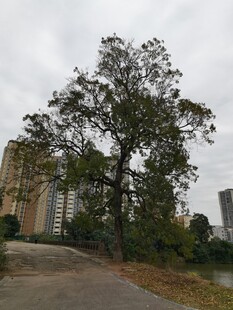 路边大树与远处高楼景观