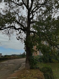 路边孤树尽显自然之态