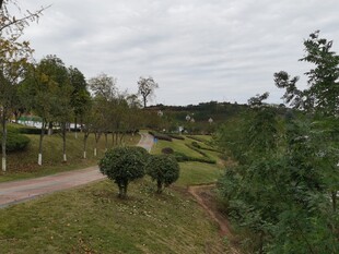 乡村林间小道风景