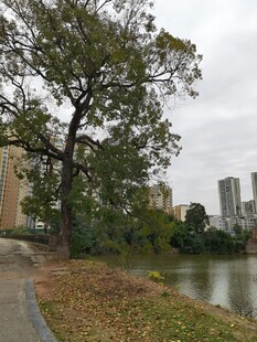 城市河畔大树风景图