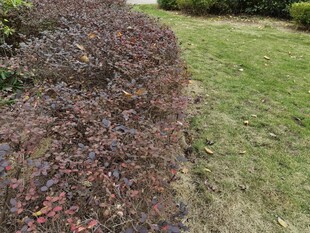 修剪整齐的草坪与灌木