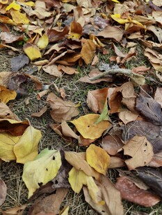 秋日落叶铺满地面景象