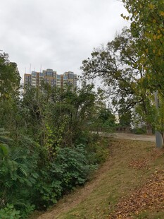 秋日城郊林间小道景色