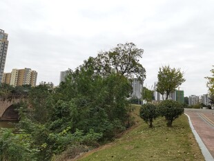 城市中的绿意小径