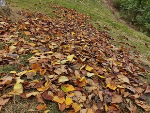 秋日草地落叶美景