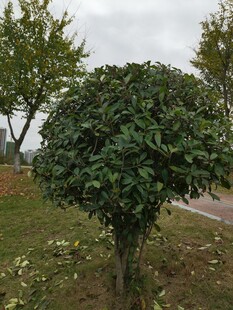 球形绿植清新自然景致