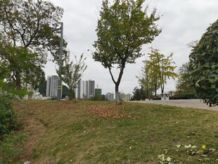 城市绿地中的树木与小径