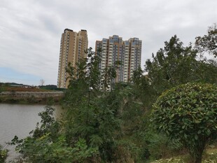 河畔高楼与葱郁绿植景观