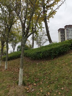 秋日坡地树木与绿植景观