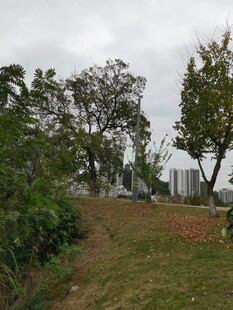 郊外草地与树木风景图