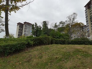 小区绿地与周边建筑景观