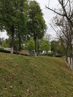 户外草地树林风景图