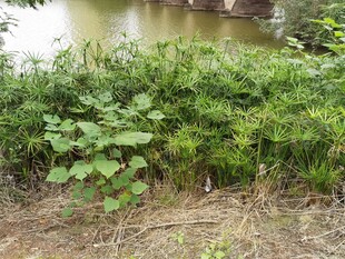 河边繁茂绿植景观