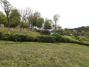 郊外绿意盎然的开阔草地