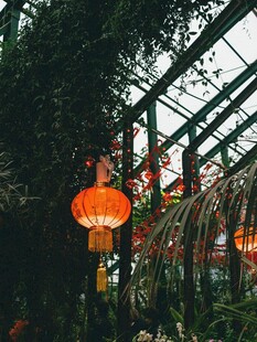 温室中悬挂的喜庆红灯笼