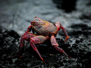 红爪螃蟹于礁石上