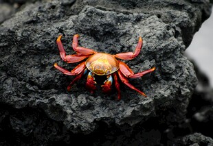 红色螃蟹趴在黑色岩石上
