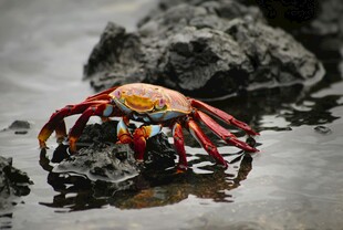 礁石上的红螃蟹