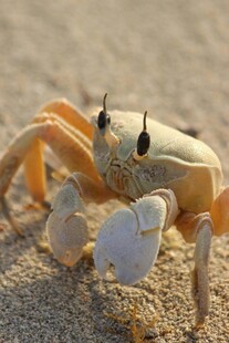 沙滩上的小螃蟹