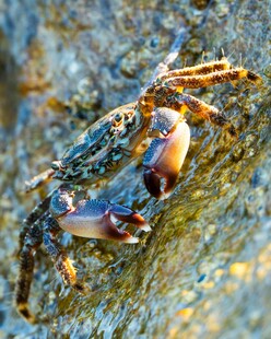 岩石上的多彩螃蟹