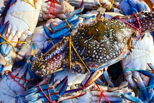 鲜活多彩的螃蟹堆叠