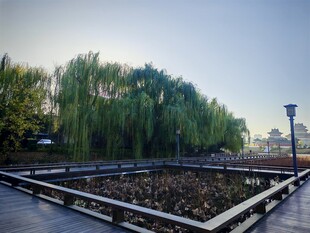 河畔柳影下的静谧平台