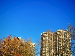 秋日蓝天下的高楼与树木