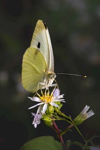 黄蝶停驻于素雅小花上