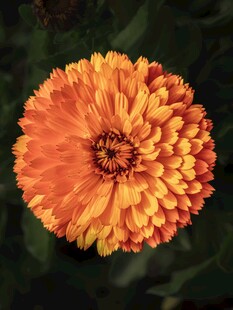 橙色金盏花特写