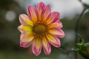 多彩大丽花绽放瞬间