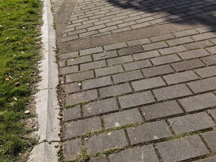 砖砌小路旁的一抹绿意