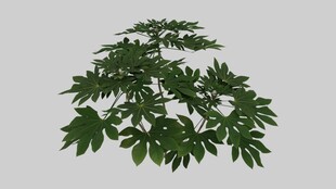 常青植物八角金盘3D模型