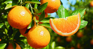 枝头鲜橙 果香四溢