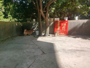 庭院一角 猫 狗