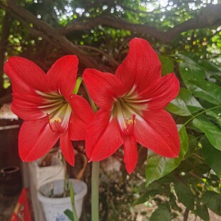 两朵艳丽朱顶红绽放