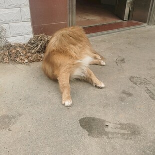 黄狗惬意躺地晒太阳