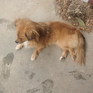 趴着的棕色小狗