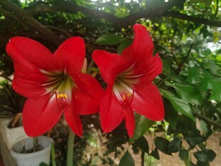 两朵艳丽朱顶红绽放