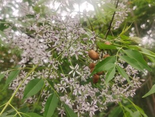 繁茂枝头的白色小花 苦楝树