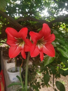 两朵娇艳朱顶红绽放