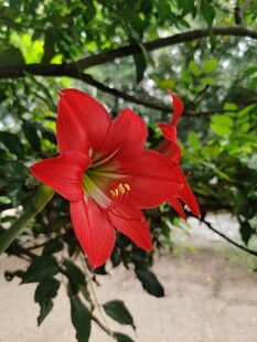 娇艳朱顶红绽放于枝叶间