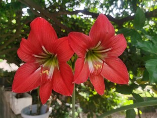 娇艳朱顶红绽放