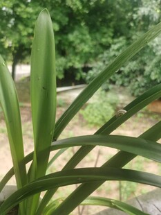 翠绿细长叶片的植物