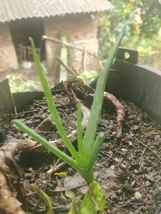 盆栽芦荟 绿意盎然的生机