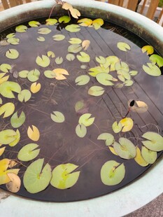 水缸中漂浮的翠绿荷叶