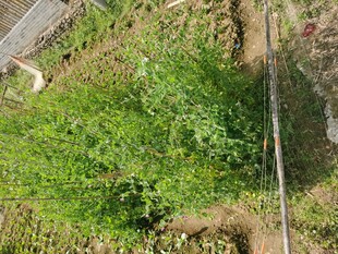 空中俯瞰绿意盎然的农田