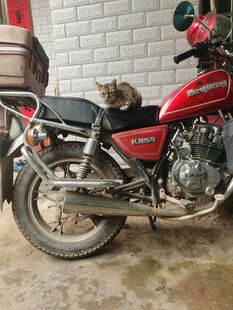 摩托车上的猫咪小憩