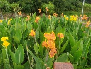 橙色美人蕉绽放绿意间