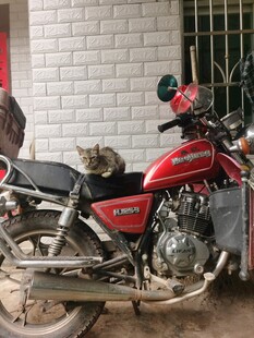 红摩托上休憩的猫咪